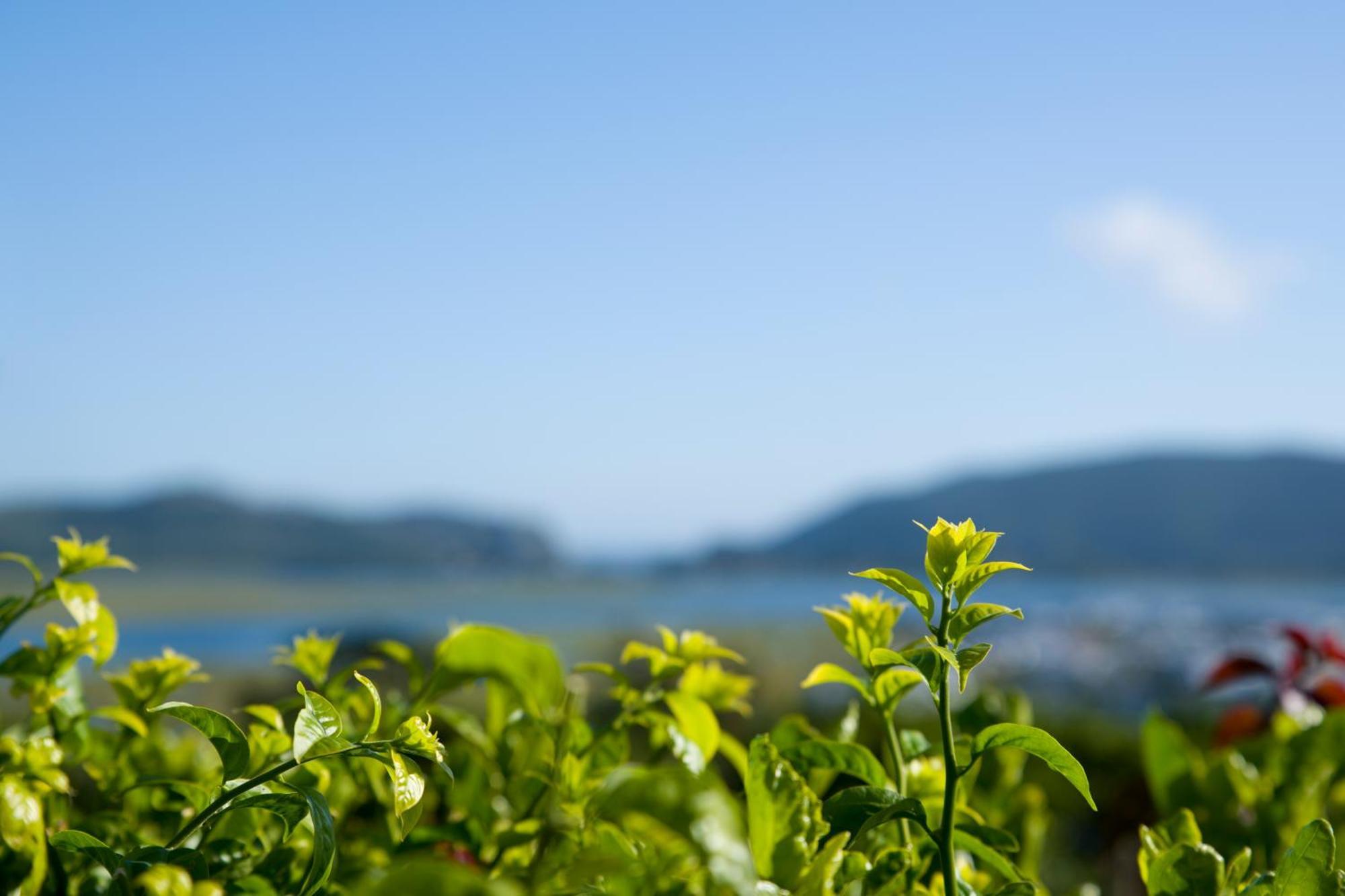 Candlewood Lodge Knysna Eksteriør bilde